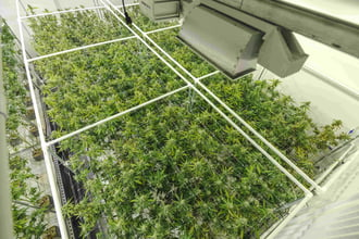 Cannabis plants growing at indoor sanctioned marijuana facility